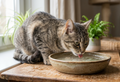 Why Is My Cat Suddenly Drinking a Lot of Water?